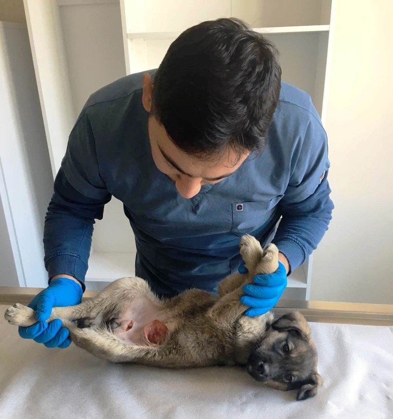 Yarali Kopegi Muhtar Sahiplendi Yarali Kopegi Muhtar Sahiplendi